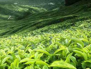 农业部发文促进建设标准化茶叶生产基地、培育国际化茶叶集团