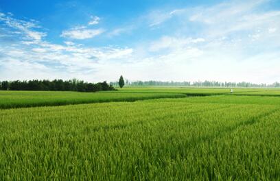 河南：755万亩高标准粮田助力国家“粮食安全”