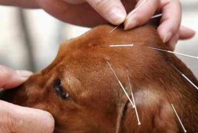 巴西动物园：针灸治疗动物慢性病