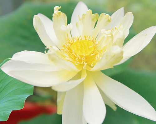 沉睡600年古莲子苏醒   解密古莲开花之谜