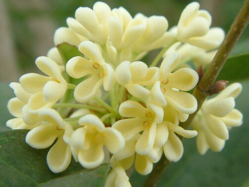 桂花、桂皮、桂枝，属于同一种植物吗?