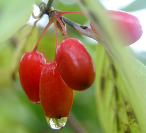 重阳节为啥要插茱萸？