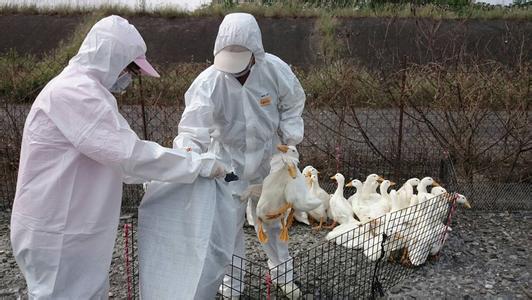 今冬明春H7N9流感病例将增加  中医怎么防治禽流感