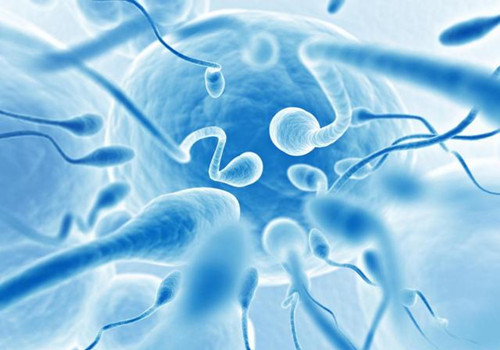 科学家发现精子遭遇困境会团结合作