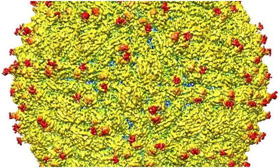 首次解析出寨卡病毒三维结构