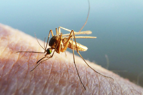 世界防治疟疾日|你为什么被蚊子咬？防蚊知识之叮咬篇