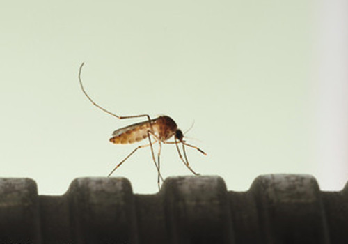 北京市疾控：4月底蚊子开始复苏