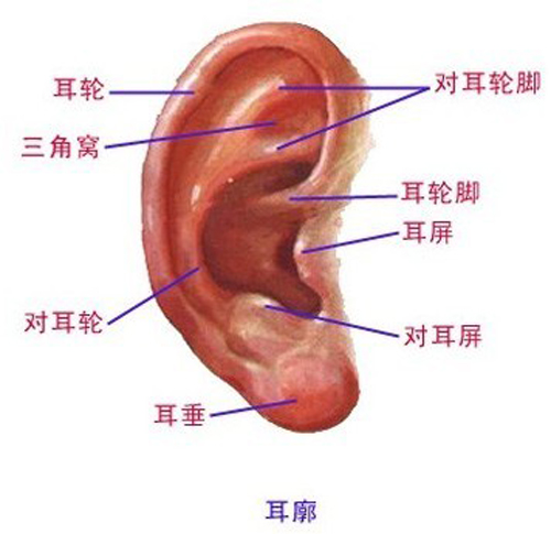 耳廓畸形的分类及治疗措施综述