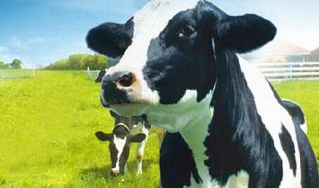 世界牛奶日来临之际专家呼吁构建“五星级”标准