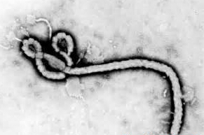 FDA授予强生埃博拉病毒检测试剂盒紧急使用授权