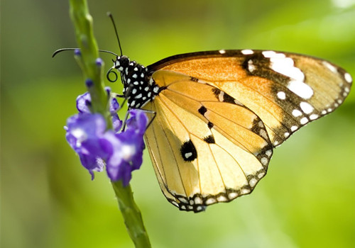 环保部首次启用蝴蝶进行生物多样性观测 或能预警极端天气