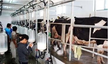 供求失衡 奶牛养殖企业面临行业性危机