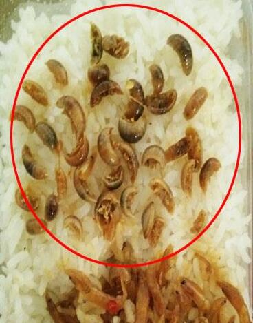 长沙网友在订餐平台点一碗河虾竟吃出38条水虫