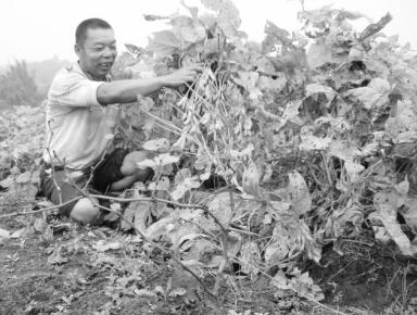 四川省寨镇新学村葡萄园套种冬豆助脱贫