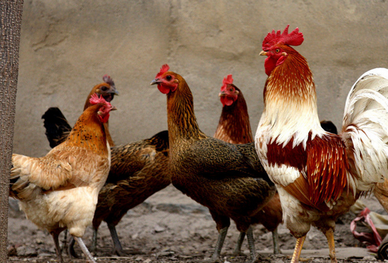 高致病性禽流感疫情蔓延欧洲