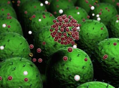 欧洲科研新成果：纳米抗体可减轻炎症和痛苦
