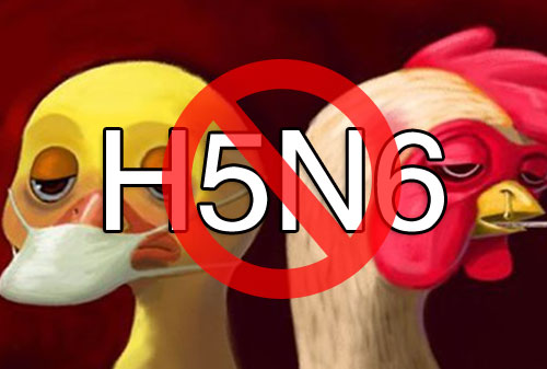 H5N6禽流感病毒基因起源和进化机制破解