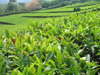 专家：我国茶产业发展面临发展机遇