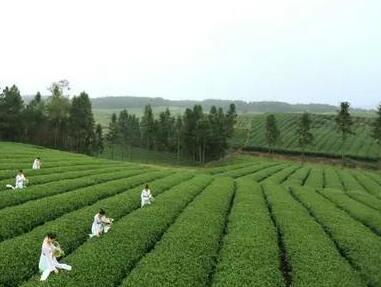 农旅一体化 贵州绿色发展驱动旅游新业态