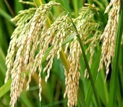 红稻问世 世界还会有饥饿吗？