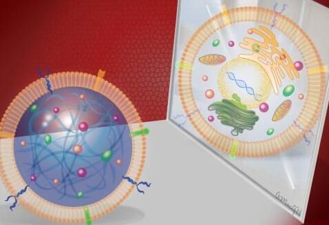 中美科学家人工合成心脏干细胞