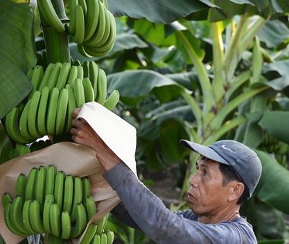 海南创新农业保险品种　69万多农户受益