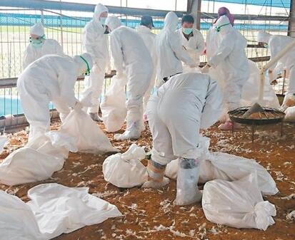 台湾宣布家禽禁宰禁运7天 以控制禽流感疫情