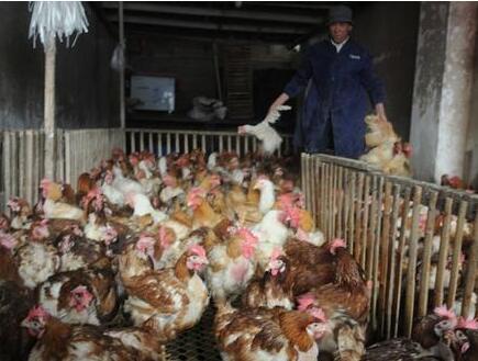 农业部全面强化H7N9应对 确保活禽市场防控措施落实