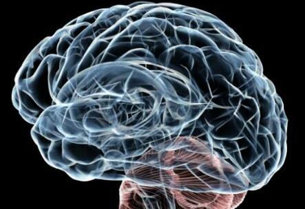 培育“仿真大脑”，阐明疾病机理