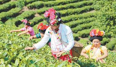 云南省普洱茶产业调查：小茶叶如何提档升级