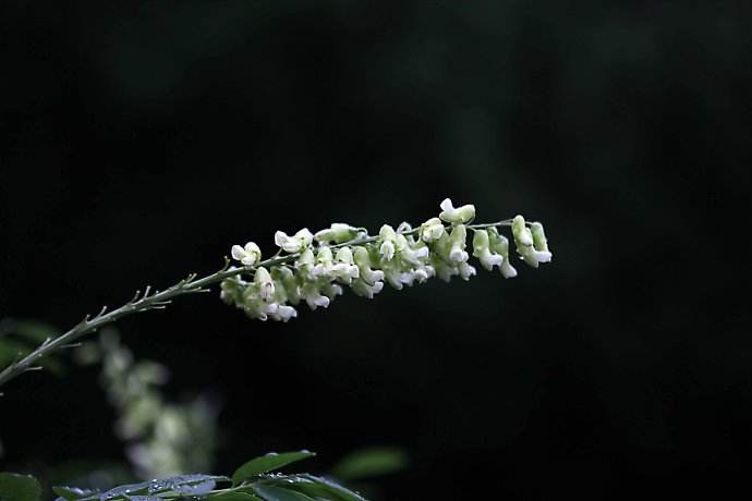 苦参花椒茶除脚气