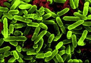 基因改造益生菌可预防细菌感染