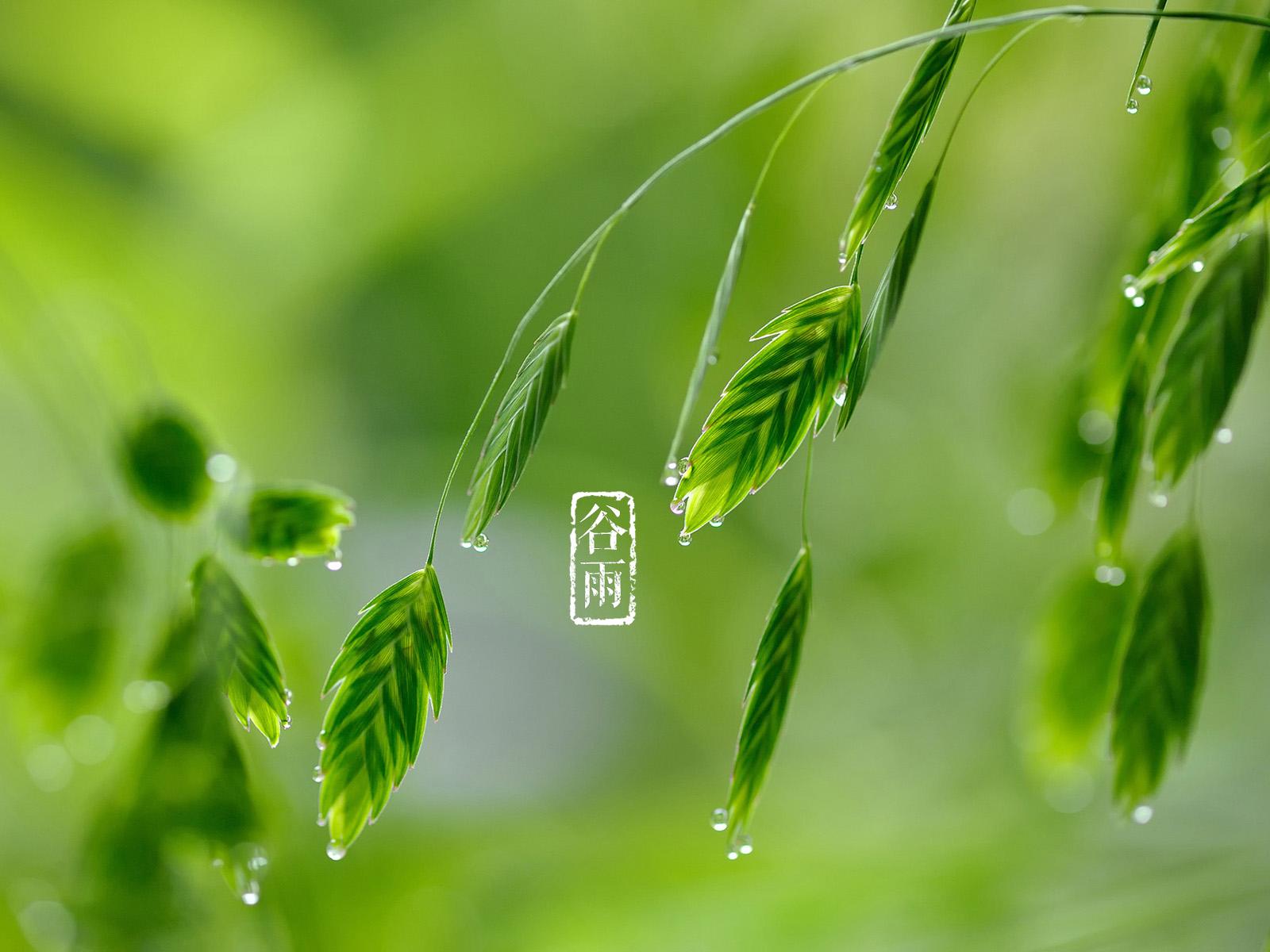 谷雨养生护阳祛湿