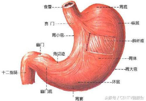 请花几分钟看完：对于发病总数占全球一半的胃癌 你有什么看法？