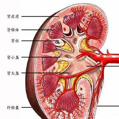 中医专家支招 远离肾病困扰