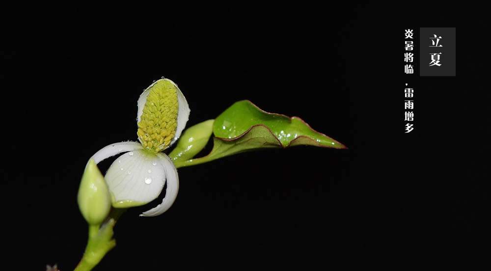 节气养生汤：鸡蛋花陈皮饮，立夏祛湿