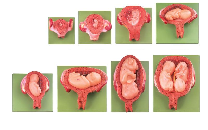 胚胎发育研究新成果 将助不孕不育疾病诊治