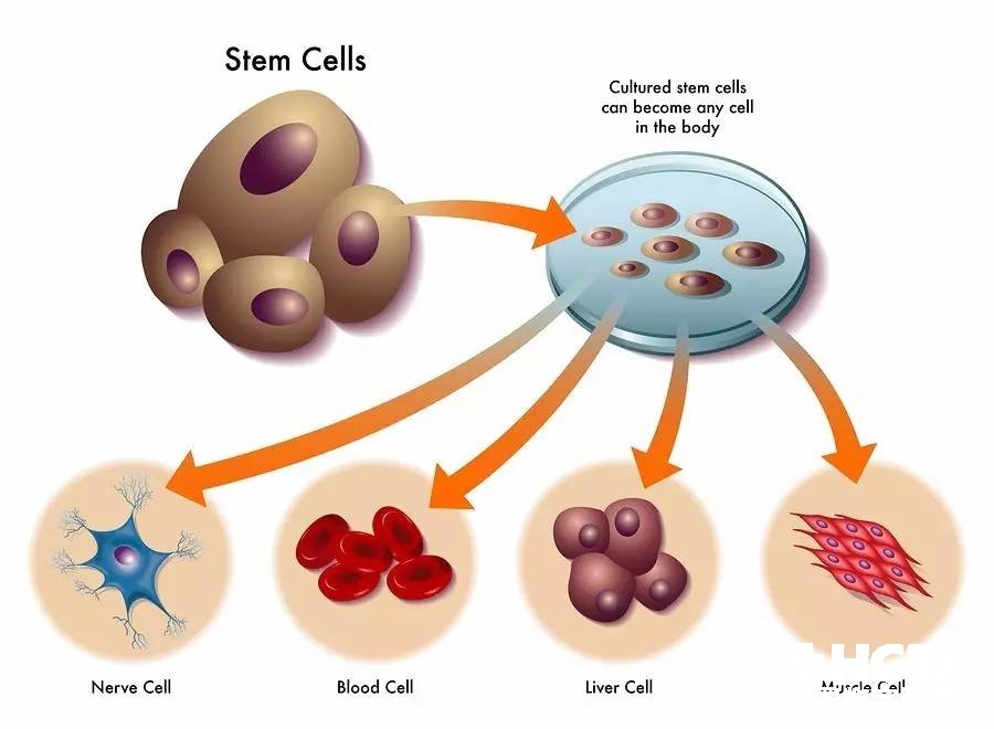 人类首次成功生产造血干细胞！