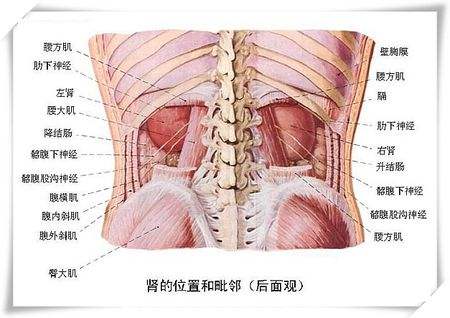 身体各器官的保质期 送你一套全身保鲜秘诀