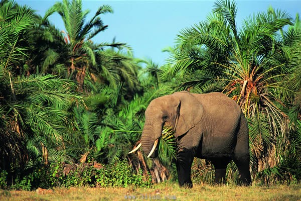 泰国推出大象疗法