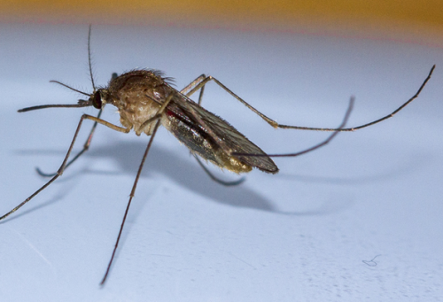 改造蚊子 欲抑制寨卡病毒