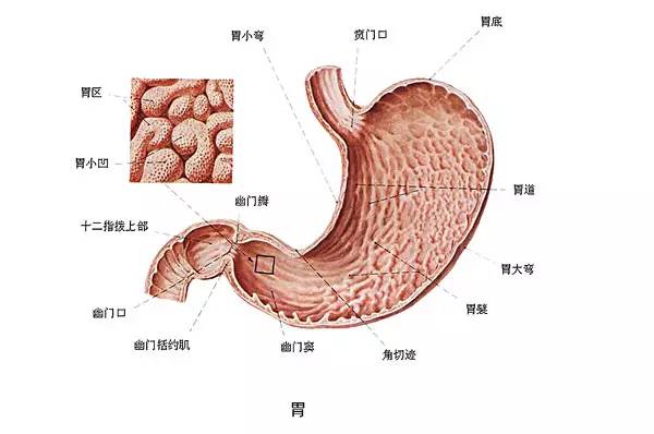 胃炎到胃癌仅4步，这样做阻断癌变